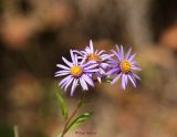 Aster (5)